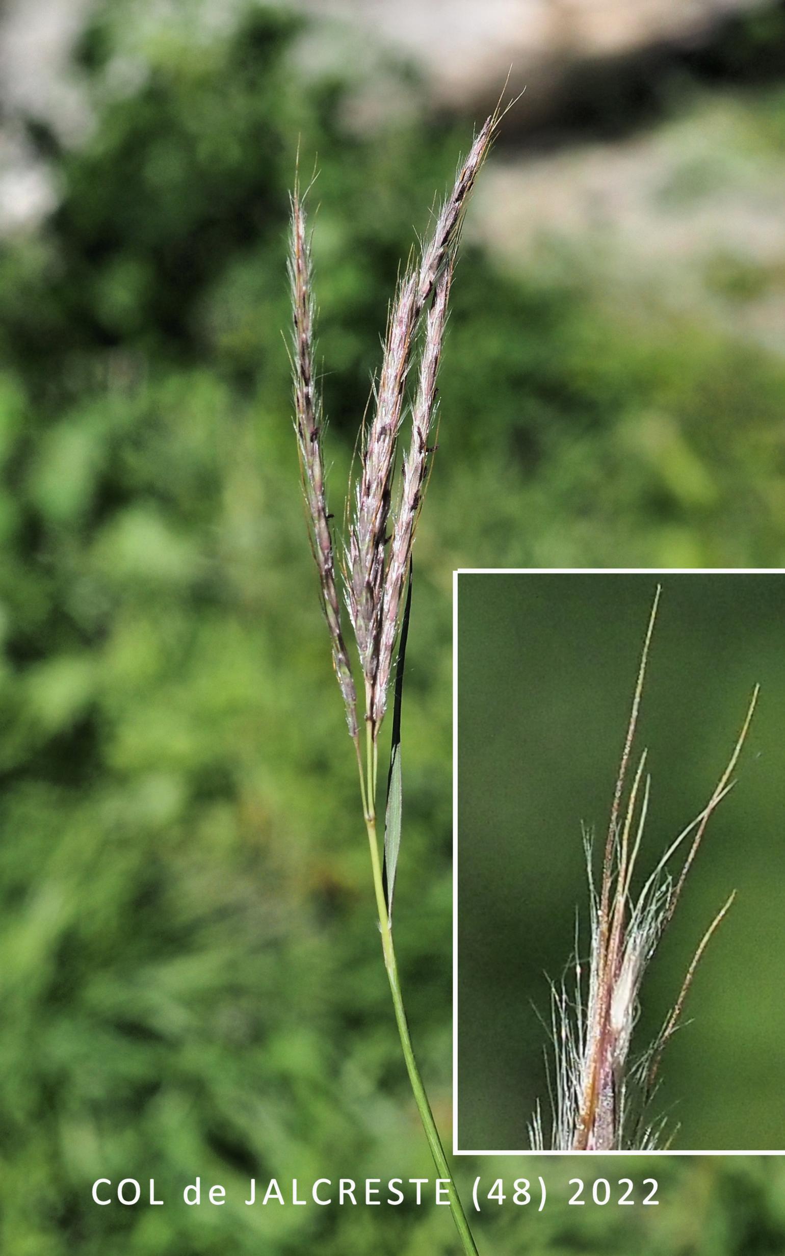 Finger-grass, Bearded